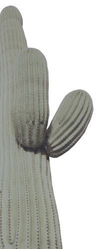 cactus4